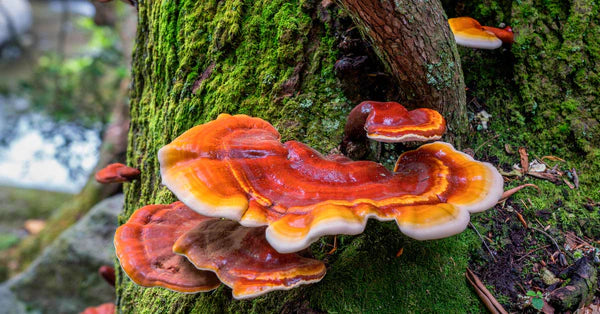 Hongo Ganoderma lucidum